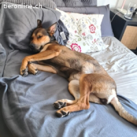 India - sportliche, intelligente und sehr besondere Hündin