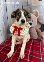 Isa – zart, freundlich und bereit für einen echten Neuanfang