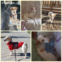 Isis, w./kastr., geb. ca. 2019, Größe: ca. 34 cm/6 kg