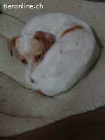 Isis, w./kastr., geb. ca. 2019, Größe: ca. 34 cm/6 kg