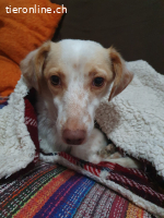 Isis, w./kastr., geb. ca. 2019, Größe: ca. 34 cm/6 kg