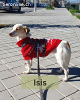 Isis, w./kastr., geb. ca. 2019, Größe: ca. 34 cm/6 kg