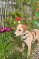 Ivy (3 Monate)- sucht ihr Glück