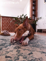 Ivy, w./kastr., geb. 01/2021, Größe: ca. 54 cm