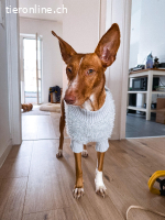 Ivy, w./kastr., geb. 01/2021, Größe: ca. 54 cm