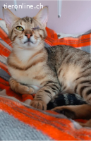 JACK - WIRBELWIND MIT EINEM AUGE ABER MIT DOPPELT MUT