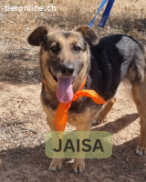 Jaisa, geb. 15.11.2013, Größe ca. 50-55cm, Zuhause verloren