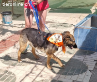 Jaisa, geb. 15.11.2013, Größe ca. 50-55cm, Zuhause verloren