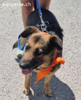 Jaisa, geb. 15.11.2013, Größe ca. 50-55cm, Zuhause verloren