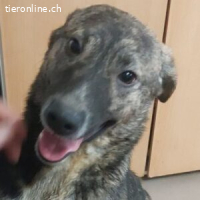 Jana - Zutraulich, freundlich, verspielt wartet auf dich!