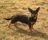 Janka – ein eher ruhiges Hundemädchen✨