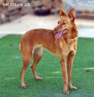 Jara - Kluge Podenca mit Herz♡