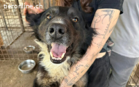 Jaro sucht sportliche Menschen