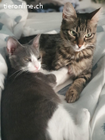 JASMIN & STEVIE - ZWEI DIE MAN EINFACH GERN HABEN MUSS