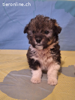 Jasper ein kleiner Entecker auf der suche nach Glück