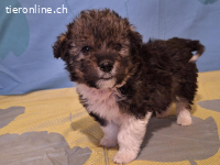 Jasper ein kleiner Entecker auf der suche nach Glück