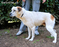 Jedd - Liebe auf den zweiten Stern