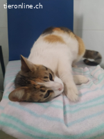 Jenny (1 J) - so eine Maus braucht doch eine Familie