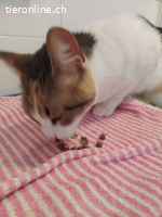 Jenny (1 J) - so eine Maus braucht doch eine Familie