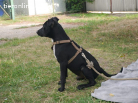 JERRY, aufgeweckter Mixrüde, ca. 3 J. *PS in 9050 Appenzell*