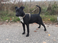 JERRY, aufgeweckter Mixrüde, ca. 3 J. *PS in 9050 Appenzell*