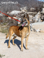 Jerry (ca. 11 Jahre)- Senior möchte endlich Ankommen