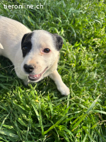 Jessica - selbstbewusstes Welpenmädchen
