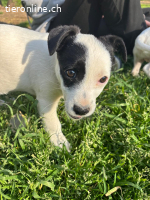 Jessica - selbstbewusstes Welpenmädchen