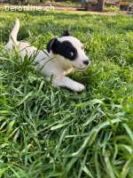 Jessica - selbstbewusstes Welpenmädchen