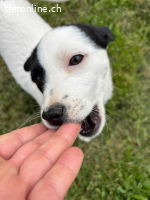 Jessica - selbstbewusstes Welpenmädchen