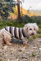 Jhonny -  sucht ein ruhiges Zuhause bei liebevollen Menschen