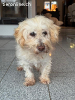 Jhonny -  sucht ein ruhiges Zuhause bei liebevollen Menschen