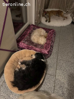 Jhonny -  sucht ein ruhiges Zuhause bei liebevollen Menschen