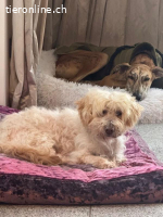 Jhonny -  sucht ein ruhiges Zuhause bei liebevollen Menschen