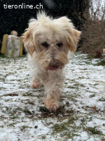 Jhonny -  sucht ein ruhiges Zuhause bei liebevollen Menschen