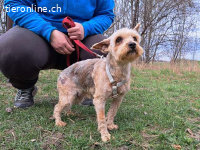 JILL, schüchterne Mischlingshündin, ca. 6 Jahre, 28cm, 6,7kg