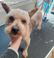 JILL, schüchterne Mischlingshündin, ca. 6 Jahre, 28cm, 6,7kg