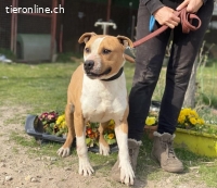 JimBim, kontaktfreudiger & toller Hundemann