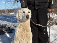 Johara, wunderschöne, sanfte Hündin