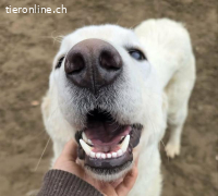 Johara, wunderschöne, sanfte Hündin