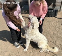 Johara, wunderschöne, sanfte Hündin