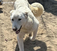 Johara, wunderschöne, sanfte Hündin