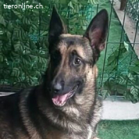Jonny – ein kluger Malinois sucht sein Herz-Zuhause