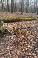 Joschi – ein Freund fürs Leben (1Jahr)