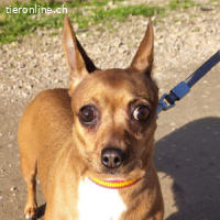 Julie – wer schenkt dieser sanften Hündin wieder Sicherheit?