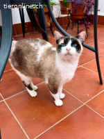 Julieta, w./kastr., geb. 08/2024, FeLV+