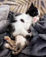 JULIO & JULIA - ZWEI KLEINE SEELEN DIE ES VERDIENT HABEN