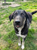 Junghündin Millie möchte die Welt entdecken