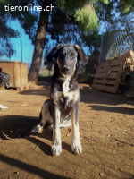 Junghündin Millie möchte die Welt entdecken