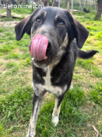 Junghündin Millie möchte die Welt entdecken